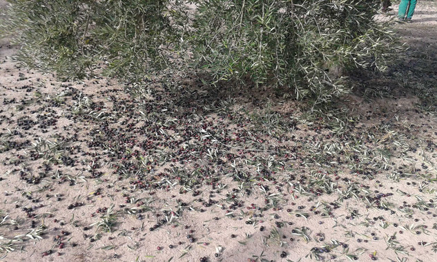Separar las aceitunas de árbol y suelo mejora la calidad del aceite de oliva virgen