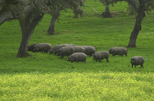 Clara Aguilera subraya la importancia de la Ley de la Dehesa para proteger el sistema de cría extensiva del cerdo ibérico