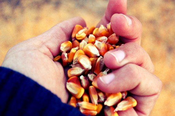 Las especies ‘transgénicas’ serían incapaces de sobrevivir en la naturaleza