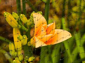 Eco-friendly pest control