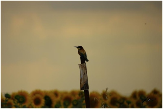 Los 15 mandamientos de la agricultura ecológica
