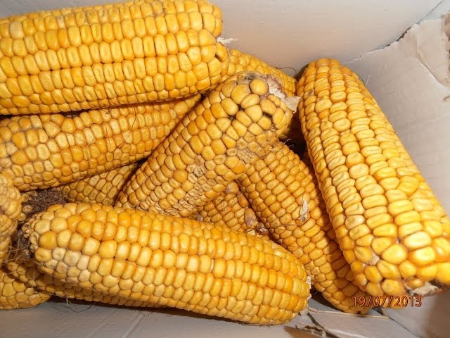 Tres transgénicos obsoletos ‘sobrevuelan’ Europa