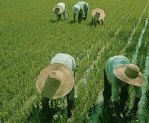 Graeco ha organizado unas jornadas para analizar el futuro de la Vega granadina