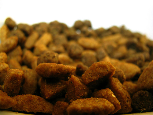 Expertos de Almería estudian la obtención de pienso procedente de insectos como alimento acuícola alternativo a las harinas de pescado