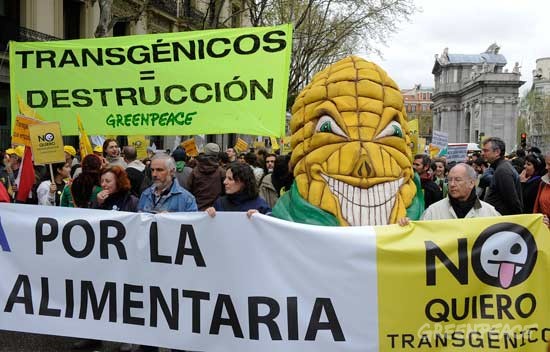 Greenpeace denuncia que la superficie cultivada con transgénicos en España ha aumentado casi un 20%
