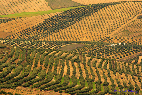 El Congreso Europeo de Agricultura Ecológica "Nuevo Pacto Verde" de Madrid