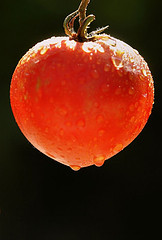 Merino (PP) visita las instalaciones la Cooperativa de Nuestra Señora de Abona (Tenerife) equipadas con fondos del PDR