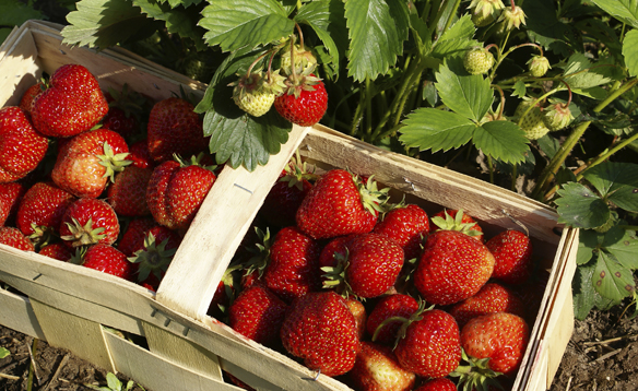 Estudio ‘Tendencias del mercado ecológico en La Rioja’