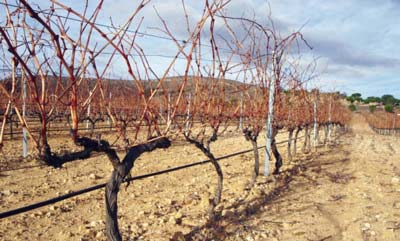 Bodegas volvereta triplica el resveratrol de sus vinos 2010