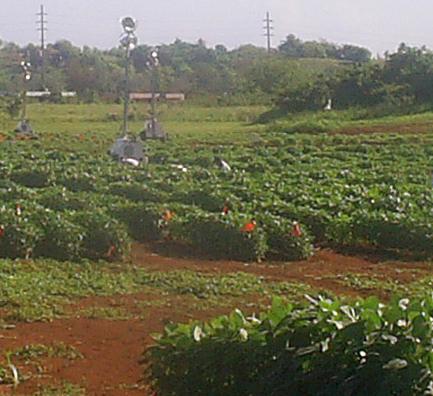 Ecologistas advierten de un intento de la UE de acelerar la entrada de transgénicos pese a autorizar el veto