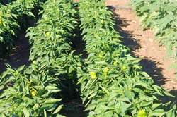 Andalucía. Cómo solicitar una parcela en los huertos urbanos de Ronda