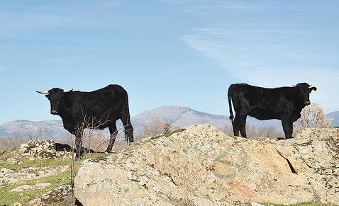 Un curso sobre ganadería ecológica enseñará a pastores técnicas respetuosas con el medioambiente