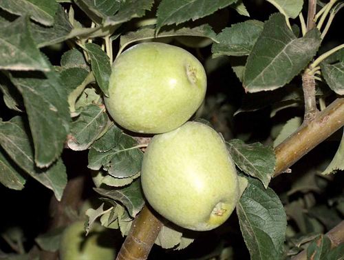 El pero de Cehegín supera en propiedades saludables a la manzana Golden o Fuji