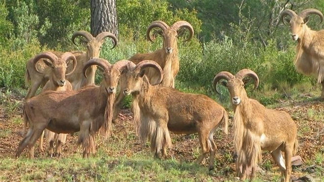 Petición para que desaparezca la Reserva de Caza del Arrui de Sierra Espuña en Murcia