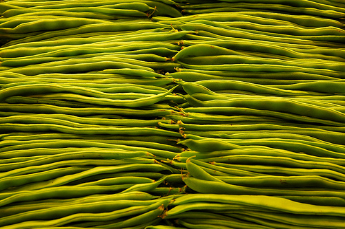 La Generalitat y la asociación Vida sana promueven la agricultura ecológica en las escuelas