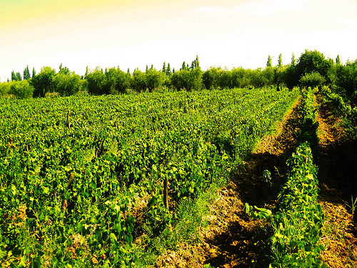 "Agricultura Ecológica. España