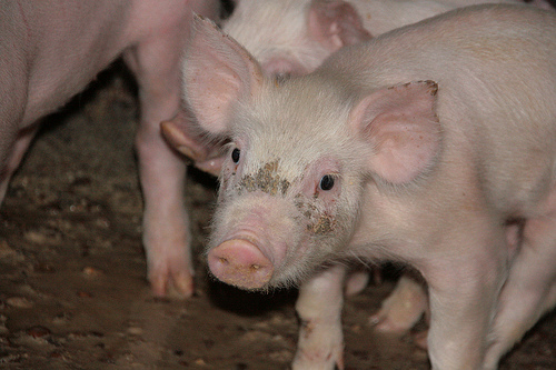 Dioxinas: la agroindustria al banquillo