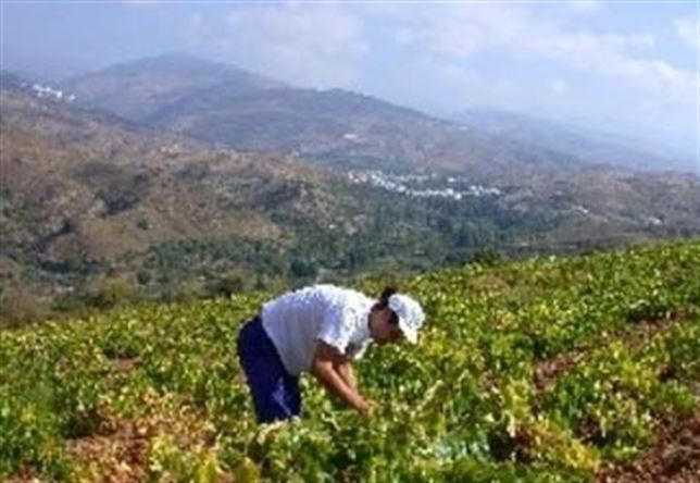 Agricultores extremeños podrán solicitar desde este martes las ayudas a la contratación de seguros agrarios