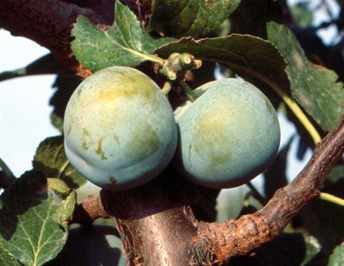 Extenda y la Asociación CAAE promueven el sector ecológico andaluz en los mercados exteriores