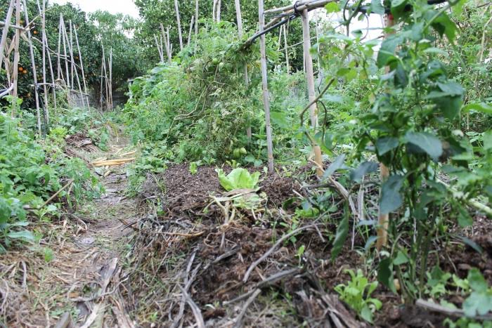 Todo sobre la huerta para este mes de Noviembre