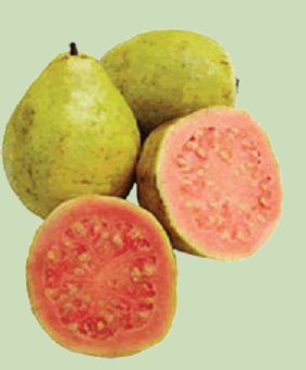 Descubren compuestos bioactivos en tres frutos regionales: guayaba