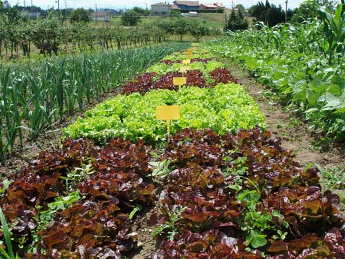 Medio Ambiente pide a Europa que permita mantener la convivencia entre agricultura tradicional y ecológica