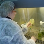 Las microalgas Chlorella y Spirulina como ingredientes para alimentos estimulan el sistema inmunológico