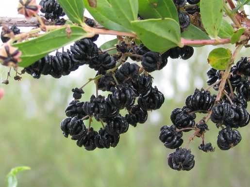 Conoce las plantas comestibles silvestres de invierno