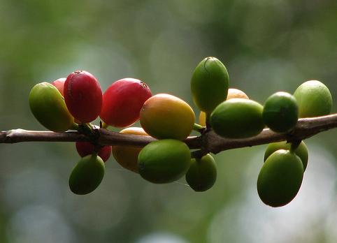 Un trabajo fin de carrera propone la extracción de la cafeína del café verde con CO2 supercrítico
