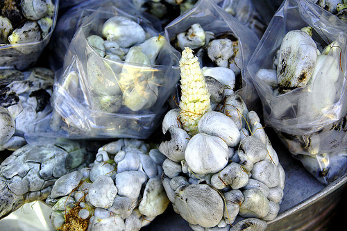 México exporta ‘huitlacoche’ a Canadá y España