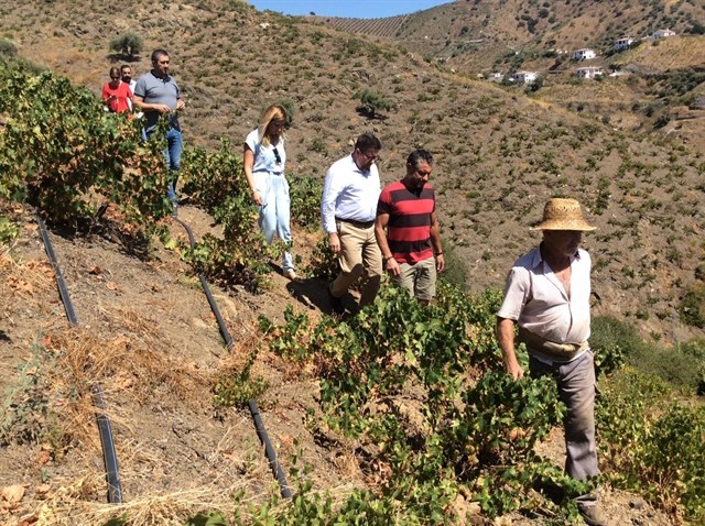 La Junta dice que reconocer la uva pasa como Patrimonio Agrícola Mundial daría un espaldarazo a este cultivo tradicional