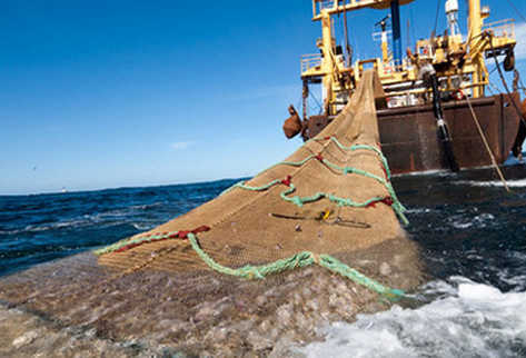 La UE prohíbe la comercialización de productos de la pesca provenientes de países responsables de pesca ilegal