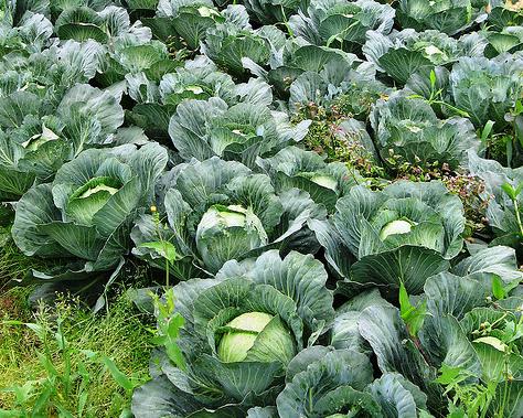 20.000 euros para apoyar la agricultura ecológica en Castelló de la Plana