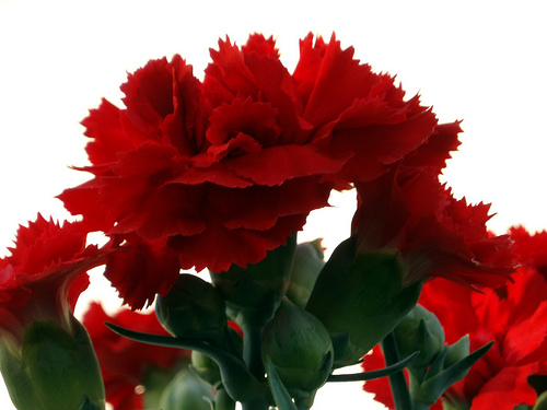 Sólo son comestibles cuando se cultivan sin añadir sustancias químicas