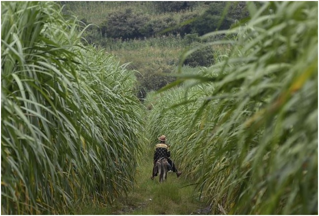 Los cinco mandamientos sobre la agricultura de conservación