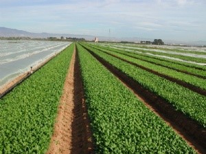 Agricultura respalda la presencia de las empresas murcianas en la feria  de agricultura ecológica-orgánica Biofach