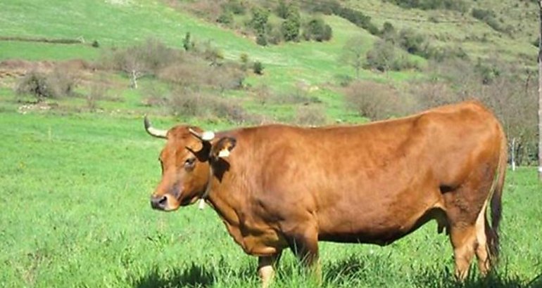 Programa Ecoelaborando formación sobre ganadería ecológica en Extremadura