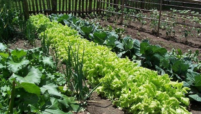 El Ayuntamiento de Alcalá la Real sorteará de forma gratuita entre sus vecinos 39 huertos urbanos ecológicos