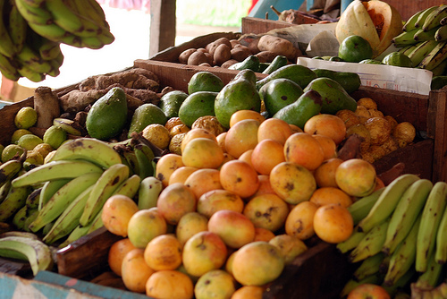 Importadores ecológicos de cuatro países acuden a la sexta edición de Ecocultura