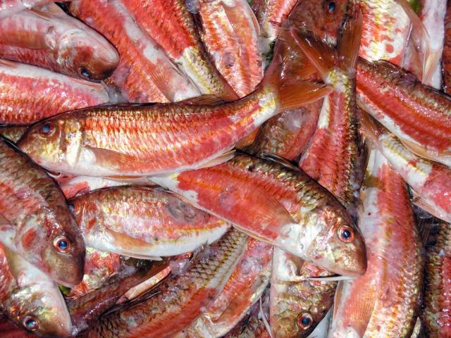 Come ‘microplásticos’ en las pintarrojas