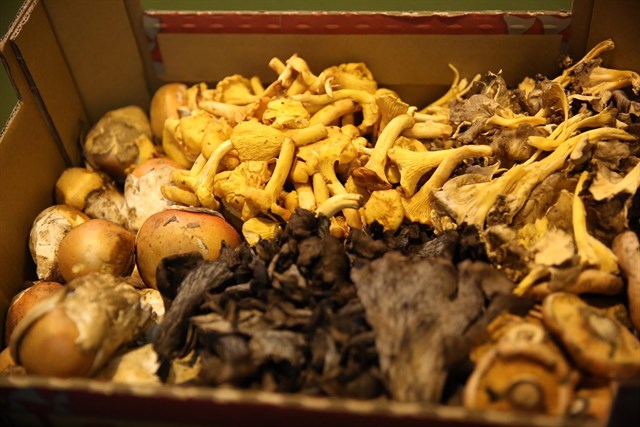 ‘Buscasetas 2016’