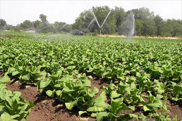 Los programas electorales deben recoger el carácter estratégico de la agricultura social como base de la alimentación y el desarrollo rural