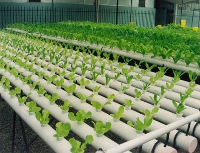 Cultivos acuapónicos