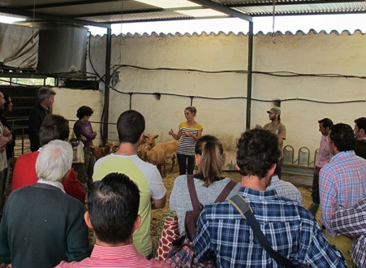 Queso ecológico de cabra extremeño