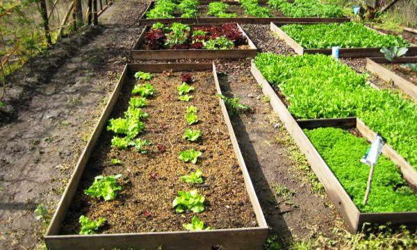 Cómo construir tu huerto urbano ecológico