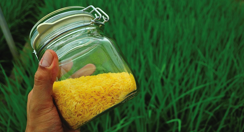 La ‘agria polémica’ sobre el arroz dorado