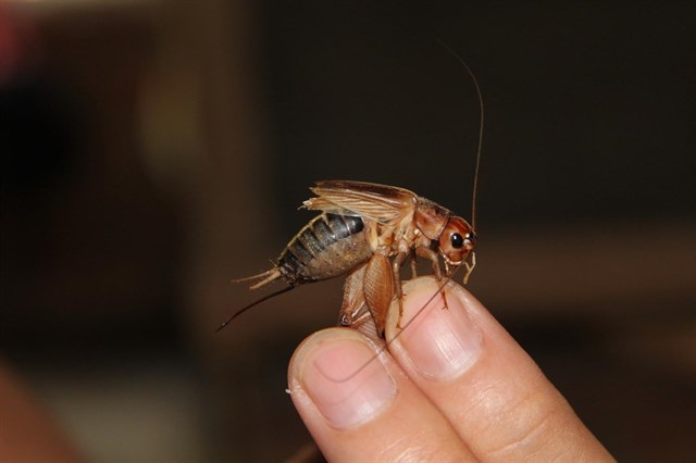 Filete de insecto… ¡marchando¡