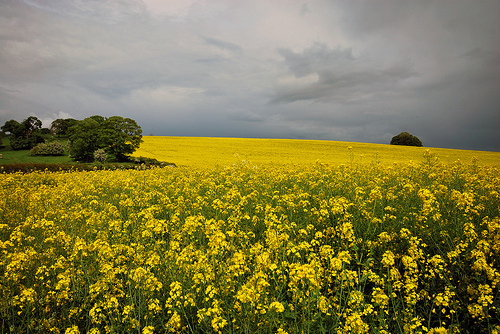 Dr. Gilles-Eric Séralini