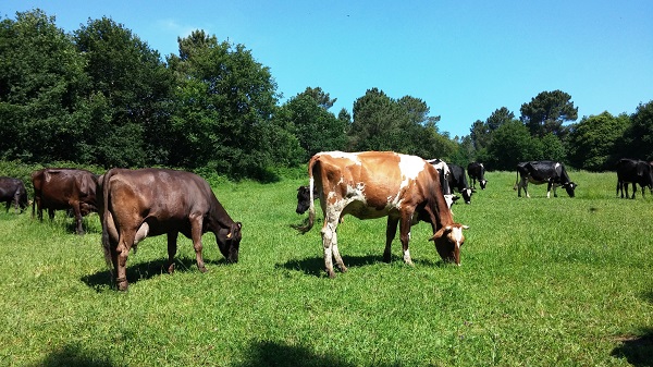 Conoces la Leche cruda O Alle