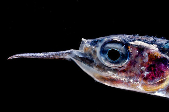 Alimentar al mundo desde las profundidades de los océanos